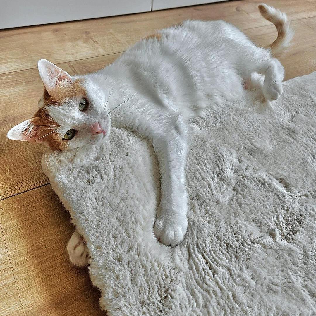 hoogpolig vloerkleed kat 