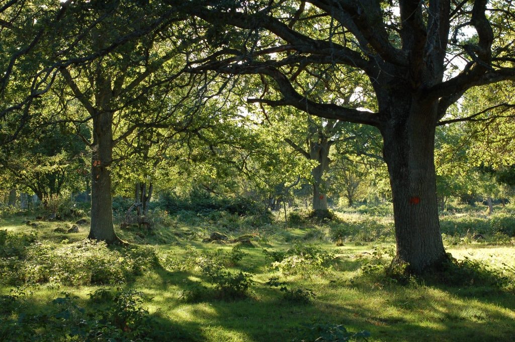 Lummig grönskande skog i Kalmar