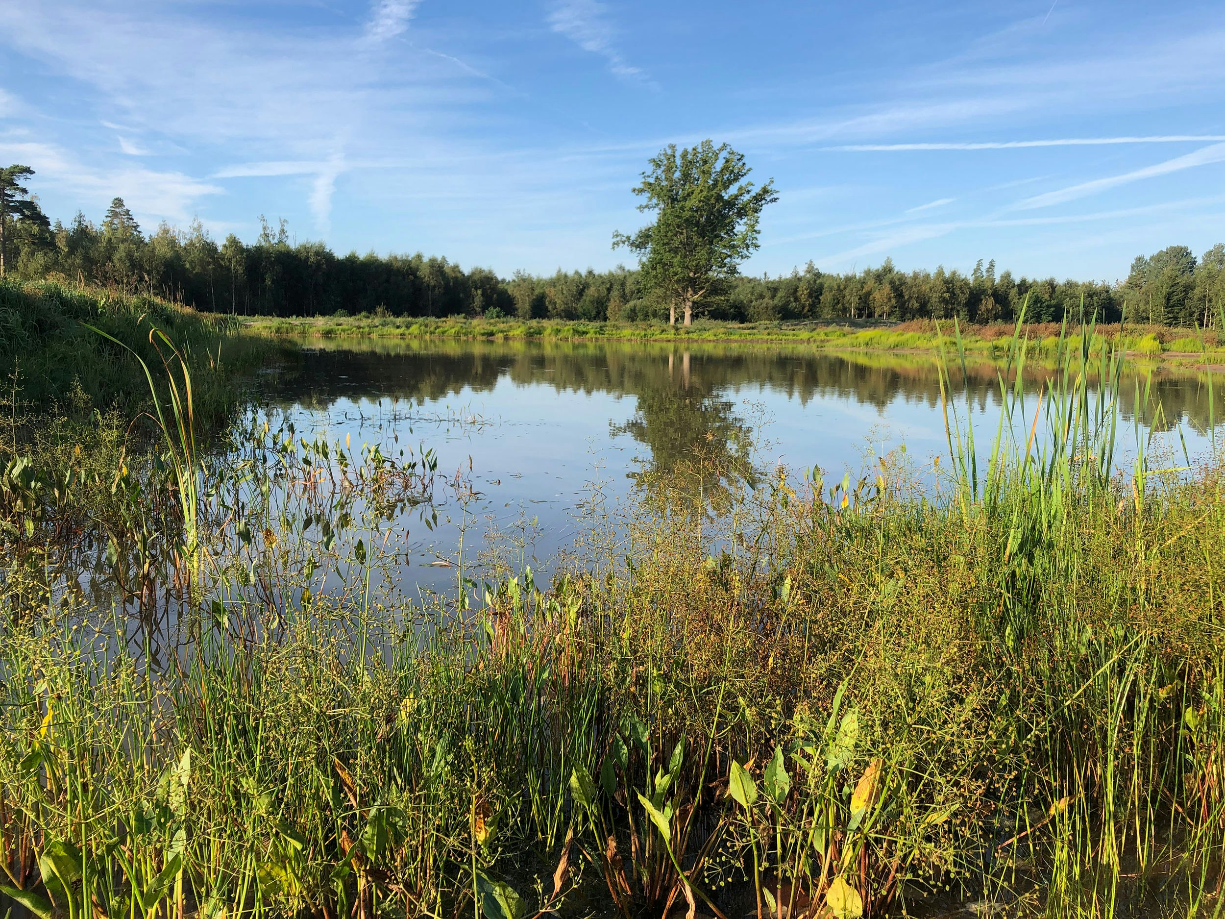 Dagvattendamm 
