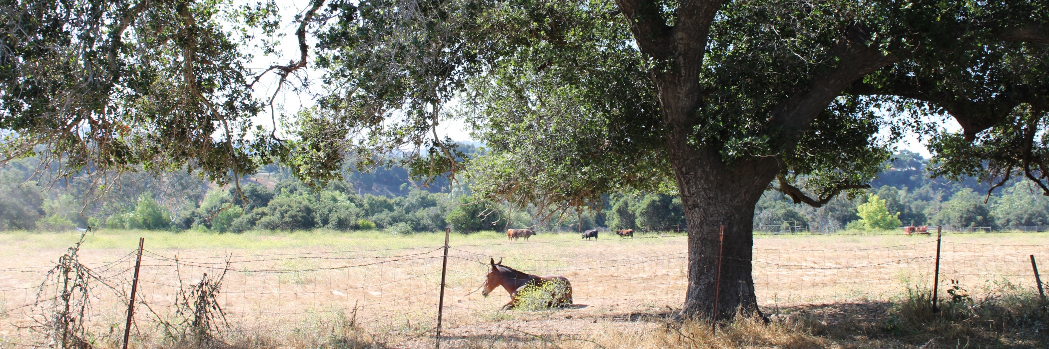 A Picture of a horse laying in a field near Ventura River Water District's office