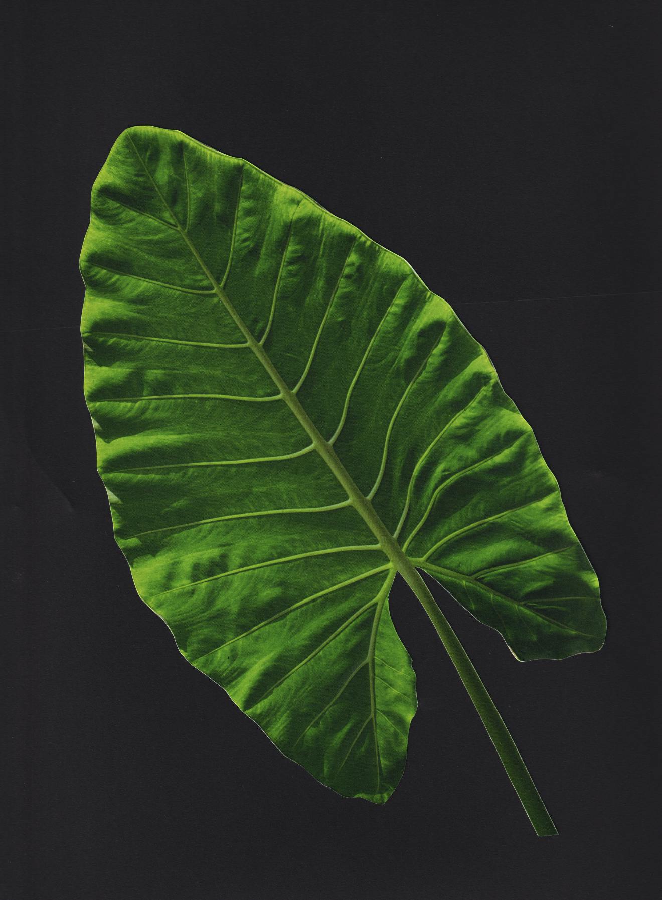 Hovered Project Cover