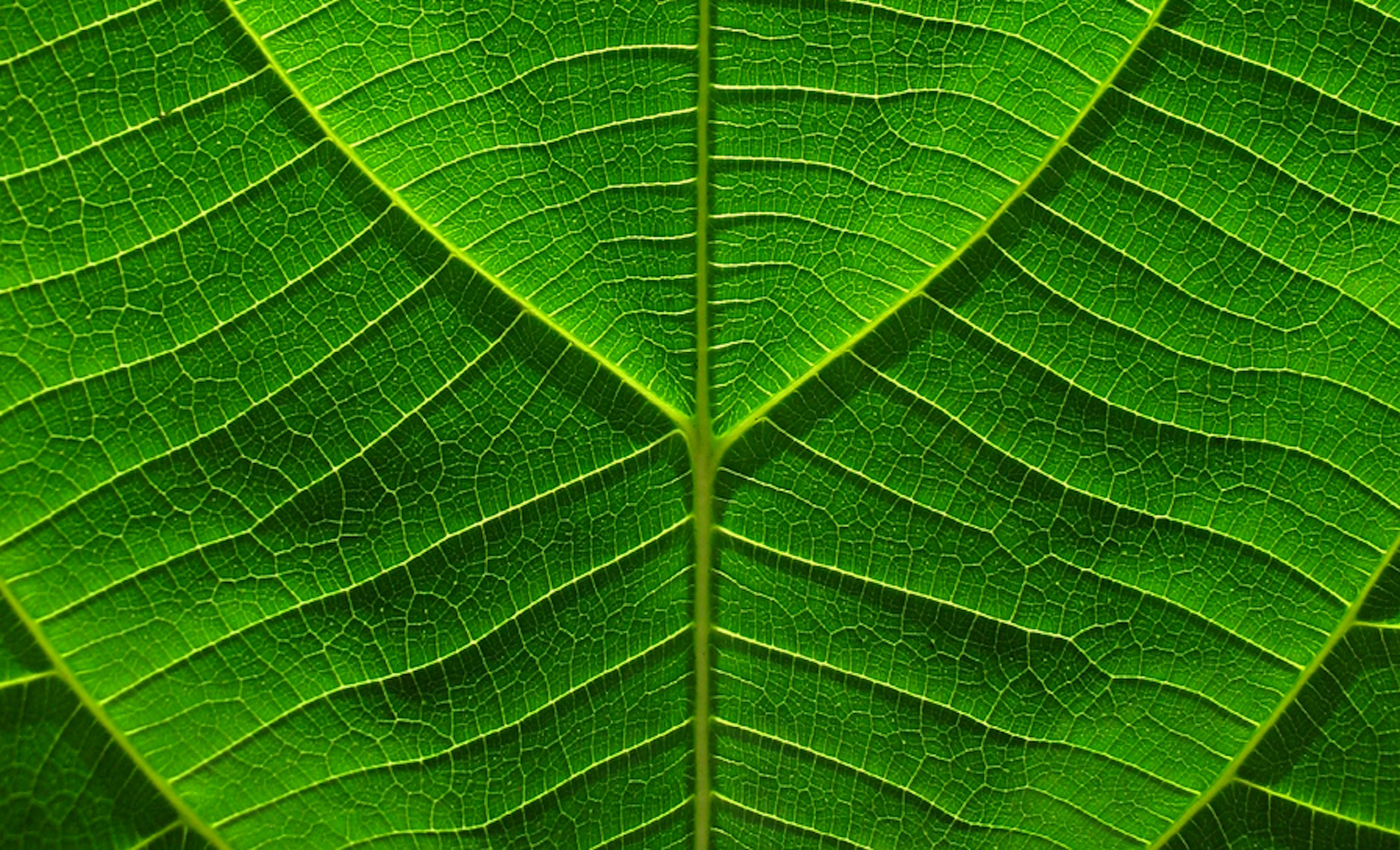 Green Leaf