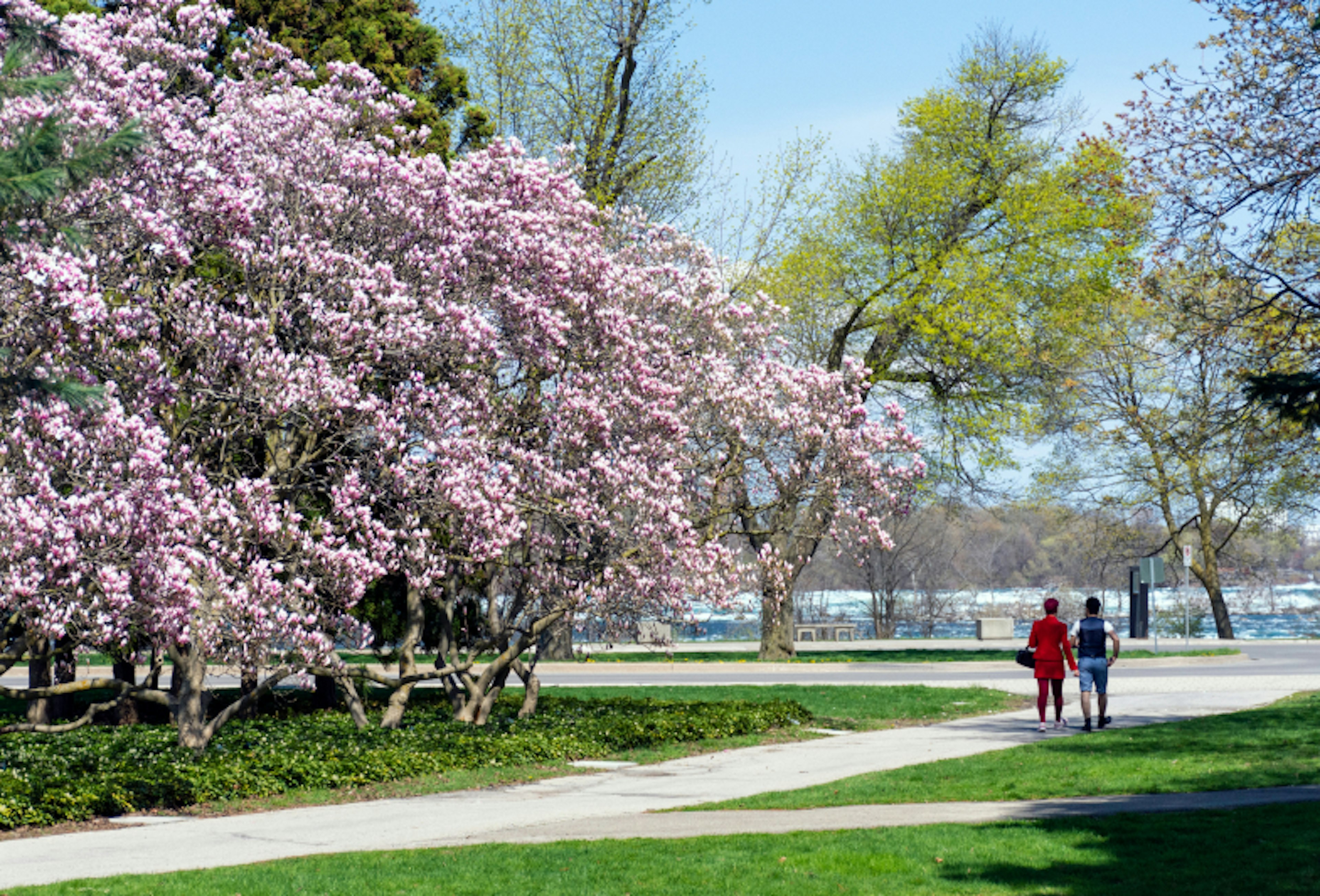 Toronto Magnolia Spring Park