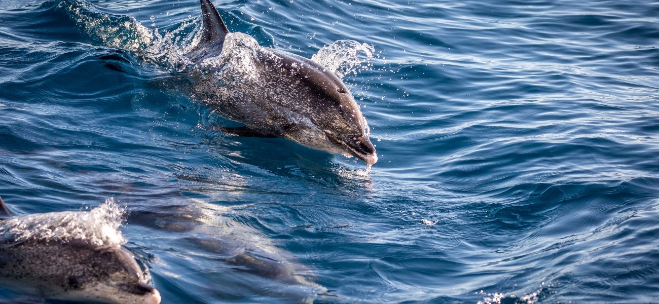 Dolphins in Gran Canaria