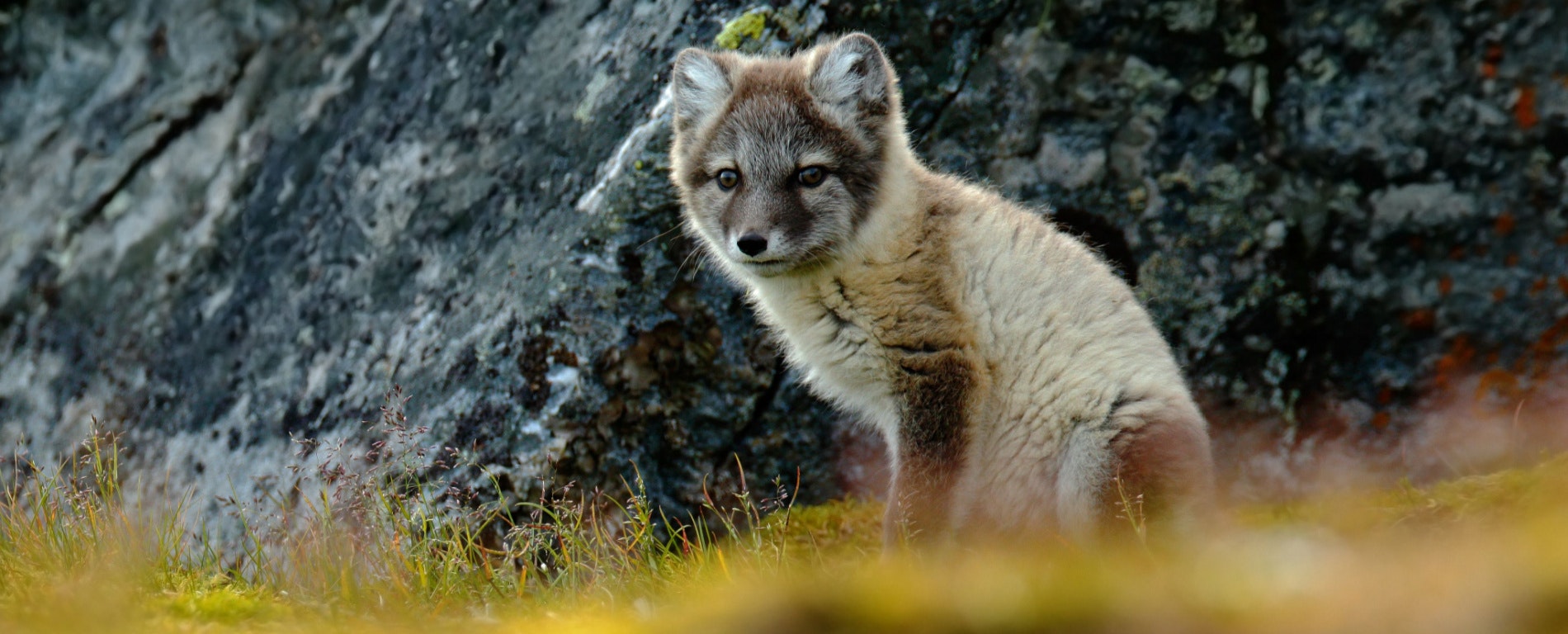 An adorable Icelandic wild fox
