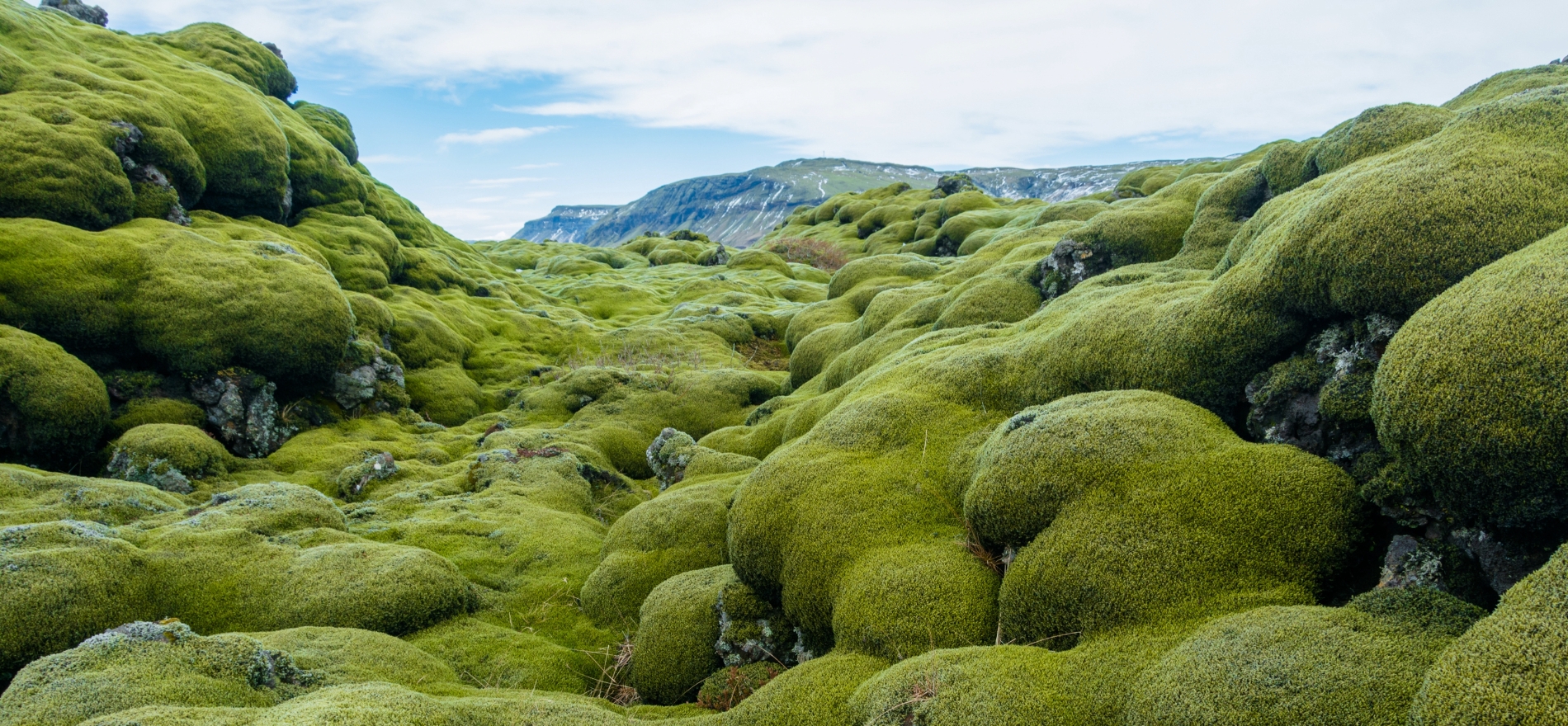 A green and lush lava field in Iceland