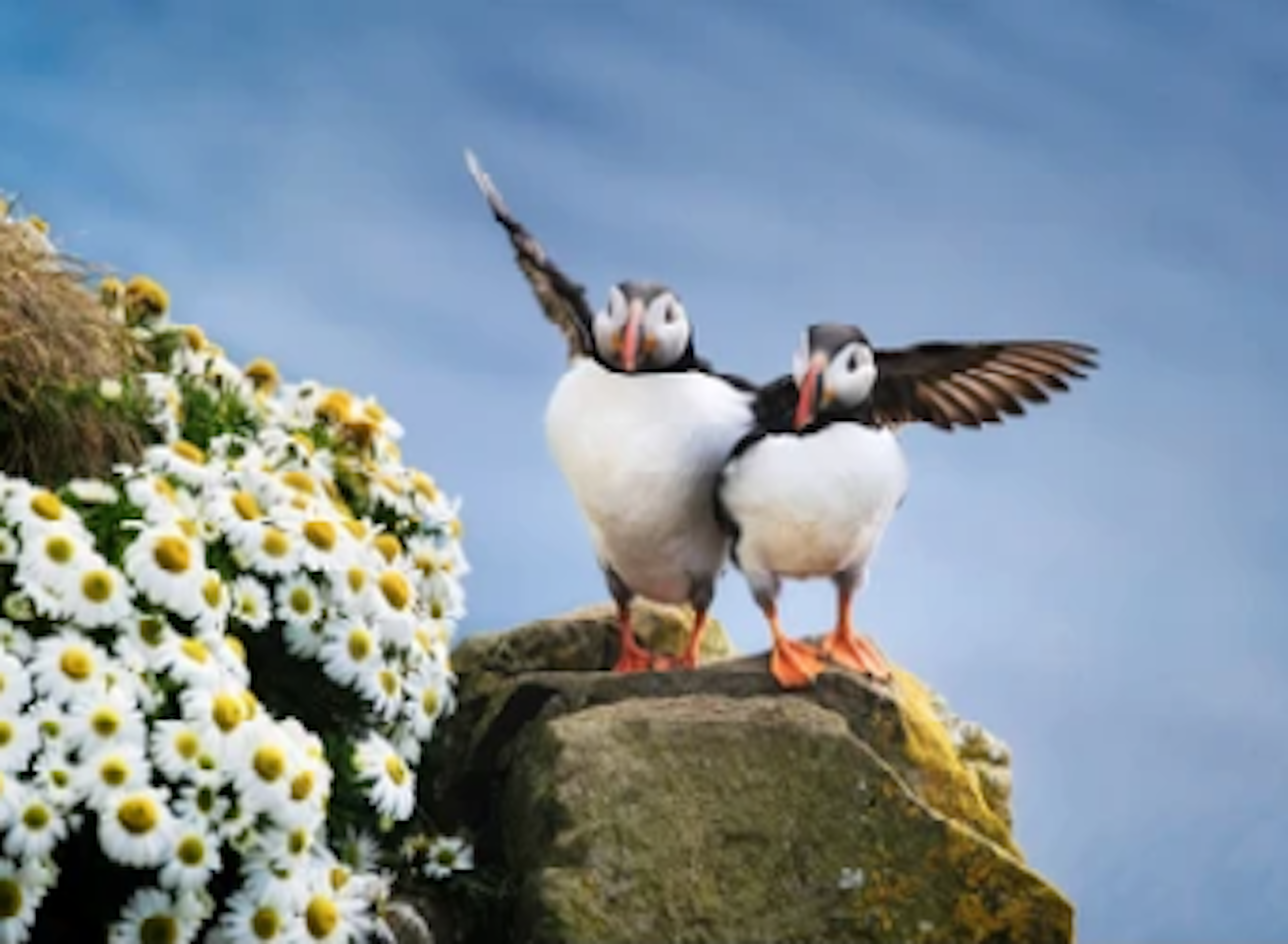 A couple of puffins in an embrace