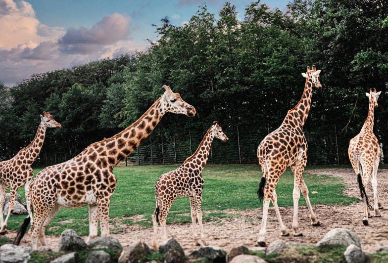Giraffes walking and running in Aalborg Zoo.