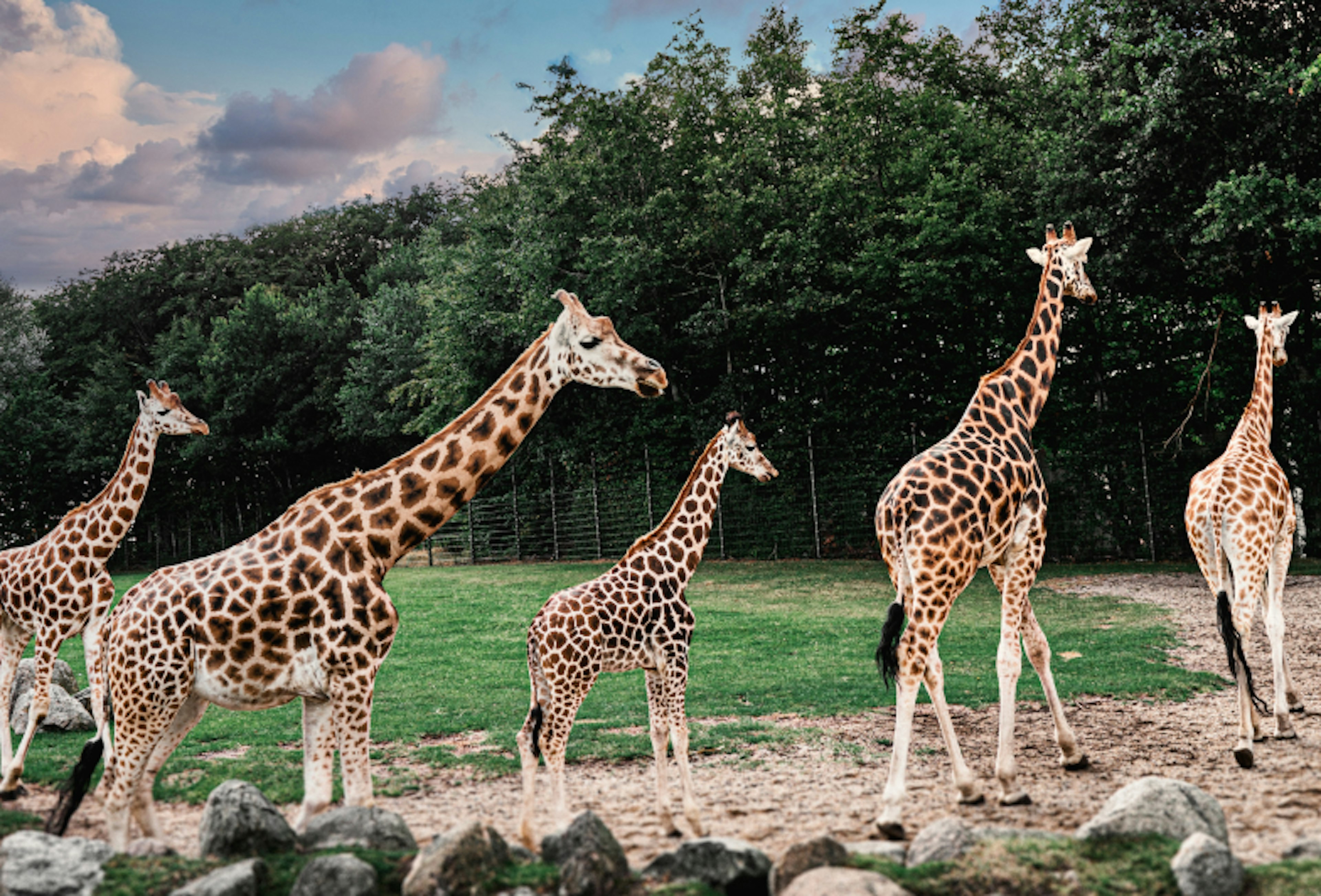 Giraffes walking and running in Aalborg Zoo.