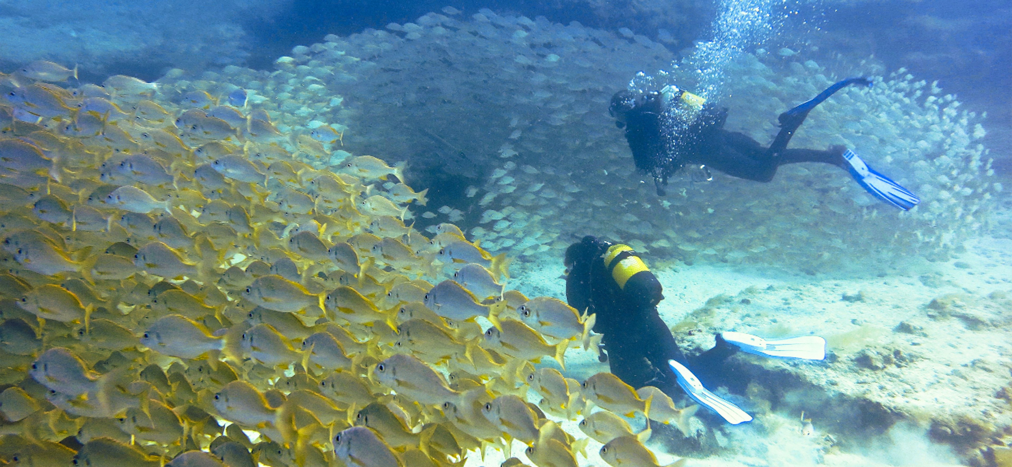 Divers with school of Fish