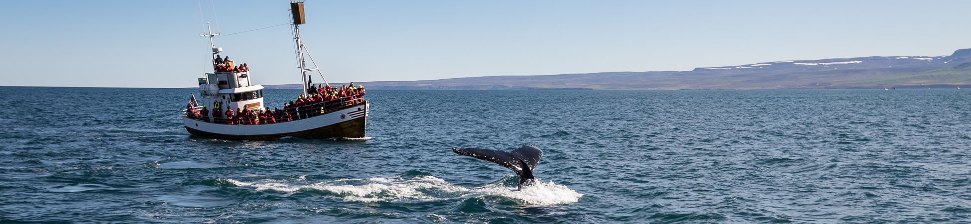 The Whales around Iceland