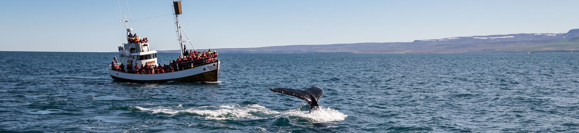 The Whales around Iceland | Blog | PLAY airlines