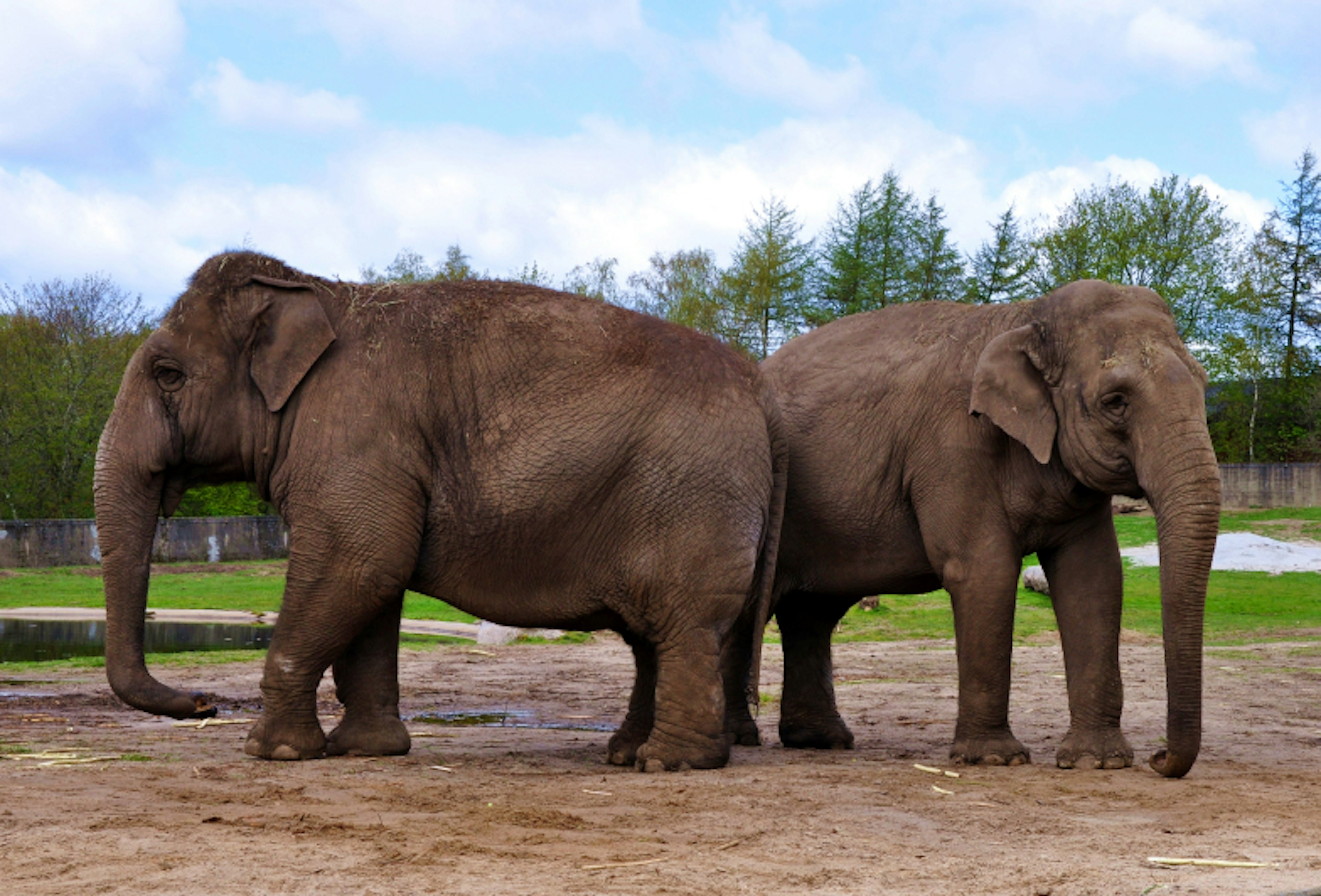 Couple of elephants in Givskud zoo, Denmark