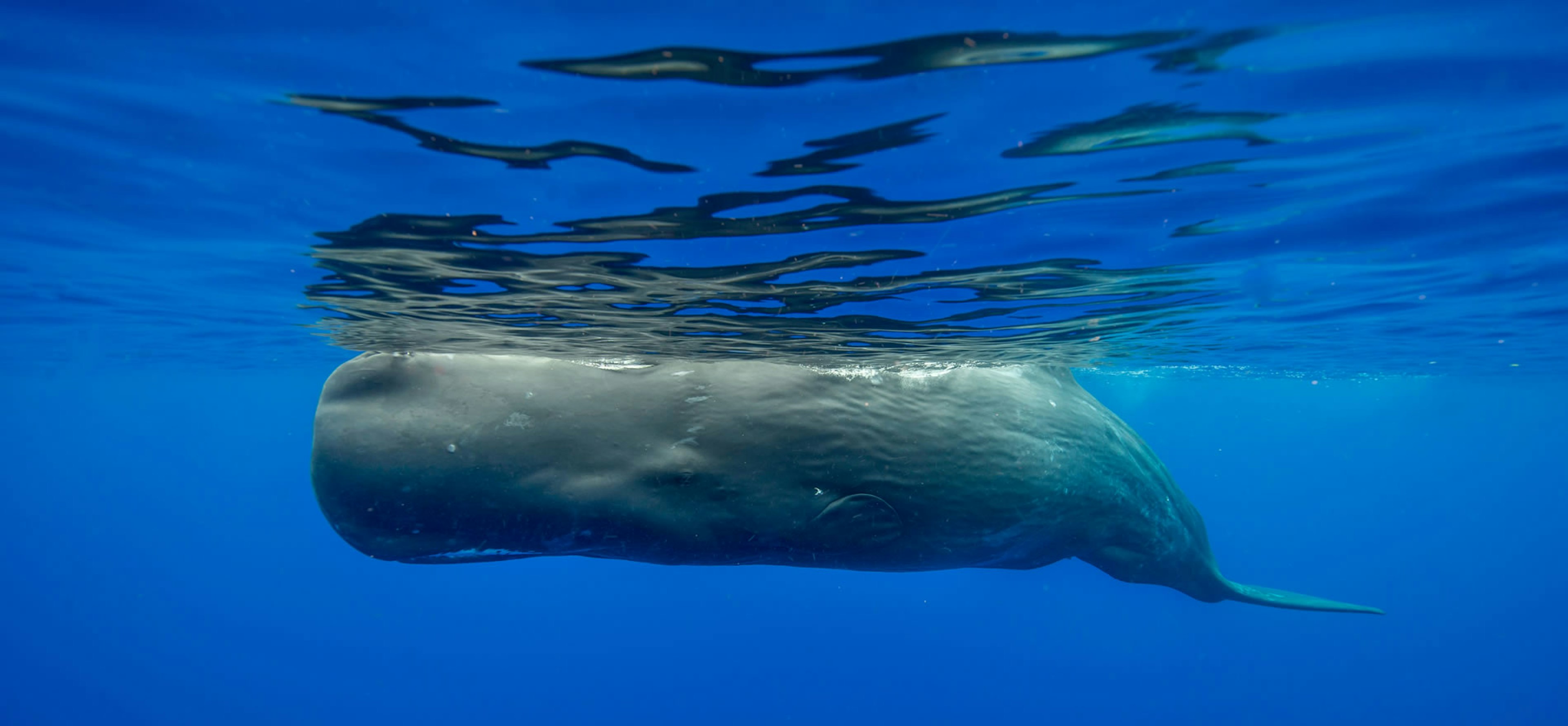 An underwater pictures of a sperm whale