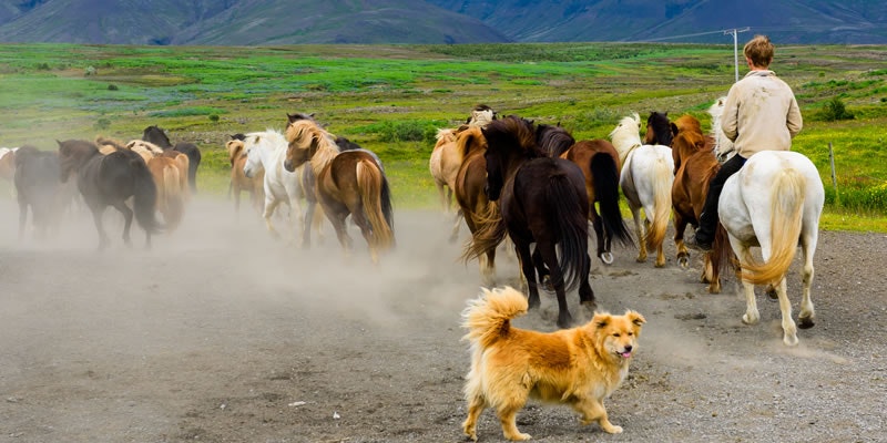 Icelandic sheepdog and horses