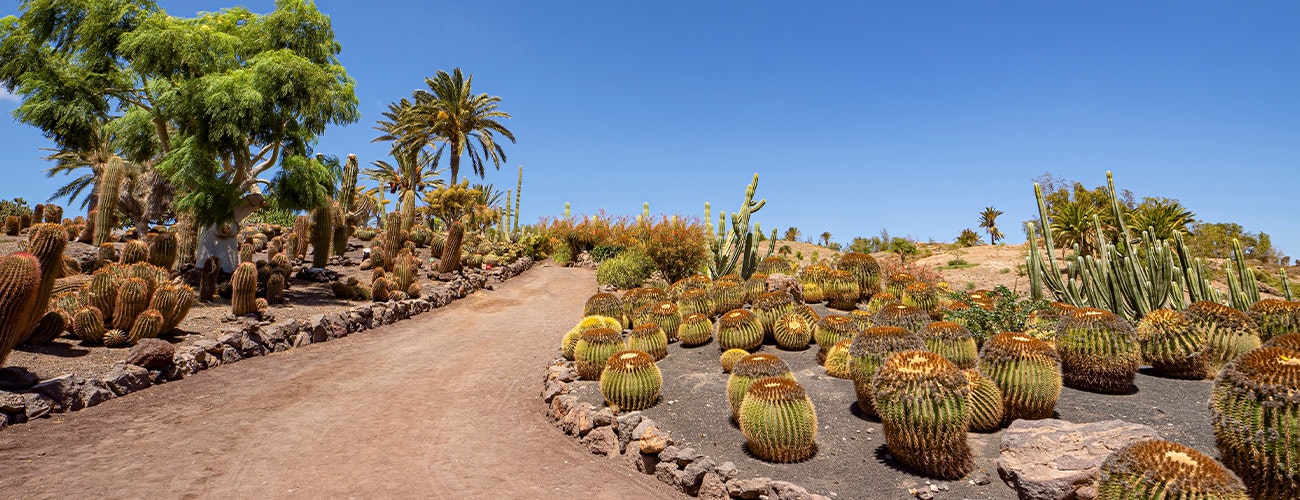 Desert scenery with cacti in Canary Island Fuerteventura