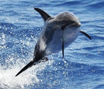 Dolphin and whale safari in Gran Canaria