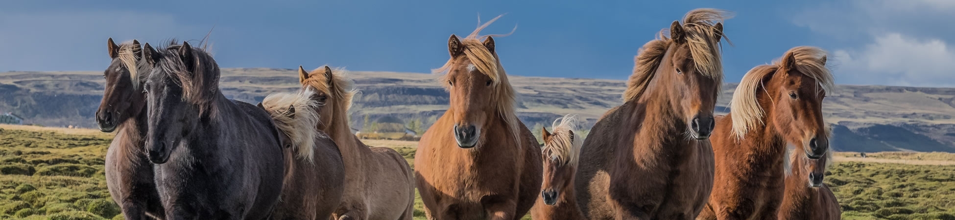 Le cheval islandais