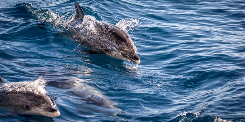 Dolphins in Gran Canaria