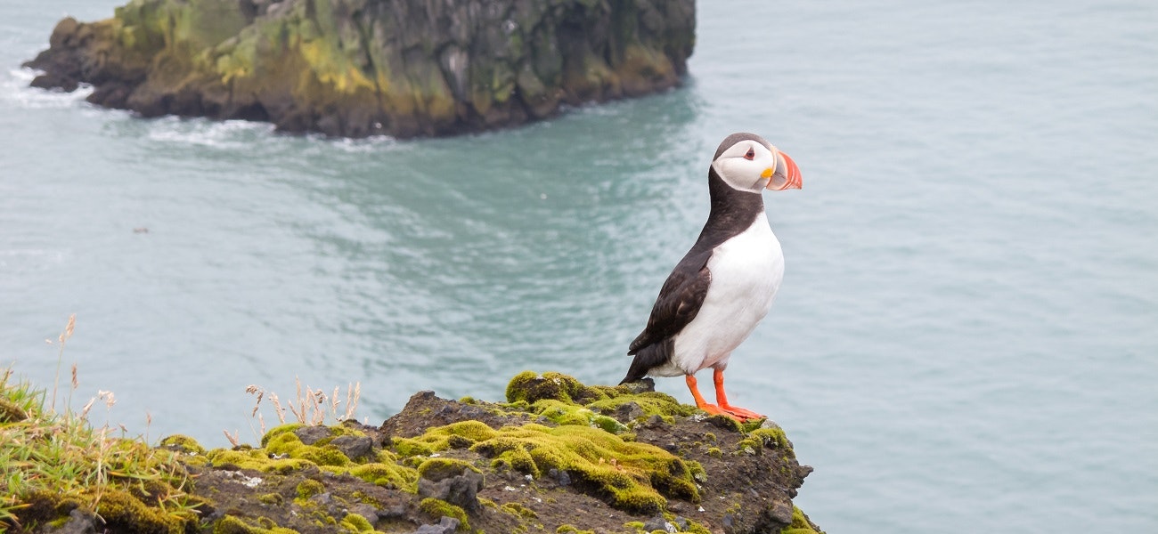 A puffin standing tall on a rock at Reynisfjara