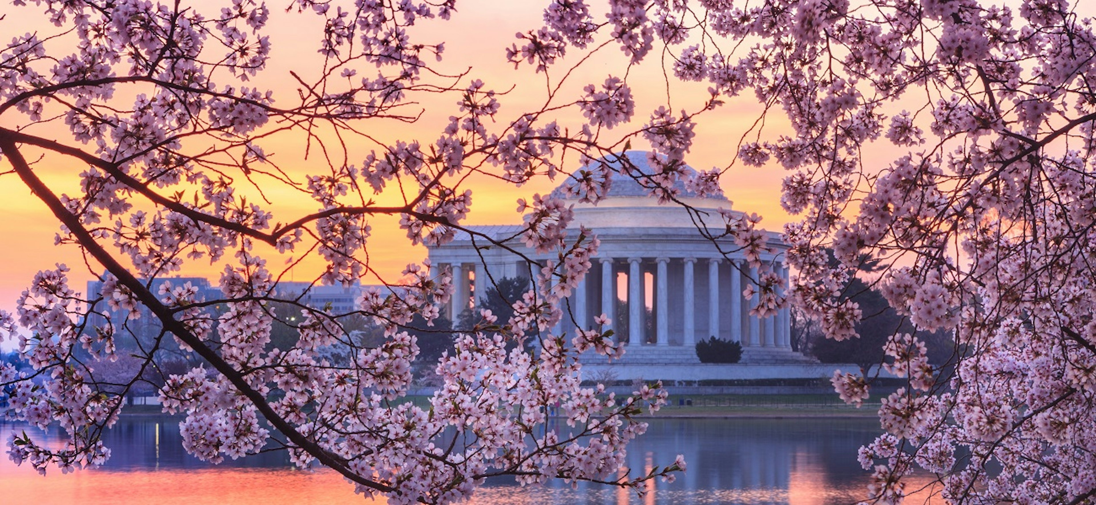 The Thomas Jefferson memorial in Washington DC at dusk, seen through the pink cherry blossoms