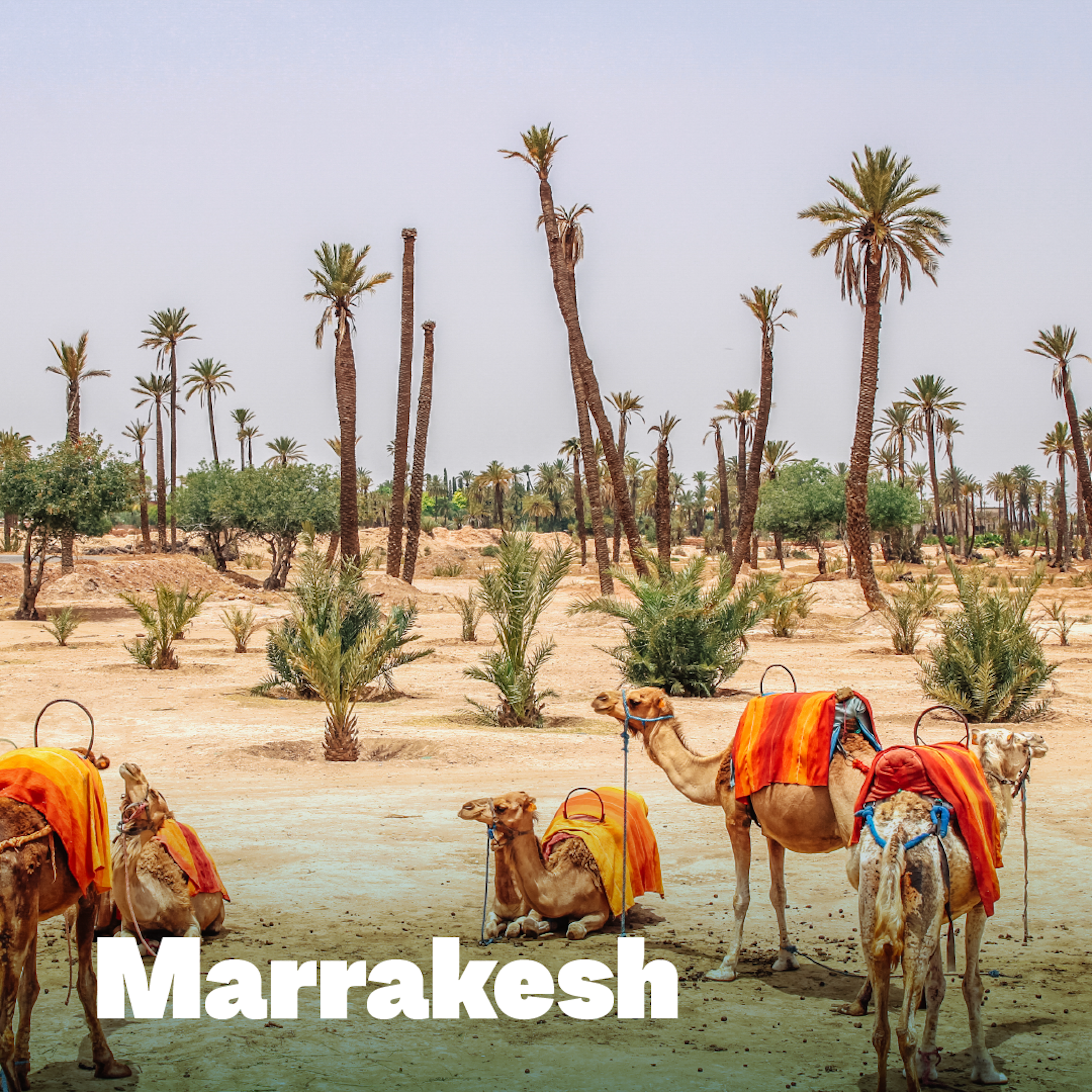 Marrakesh desert and palm trees and camels