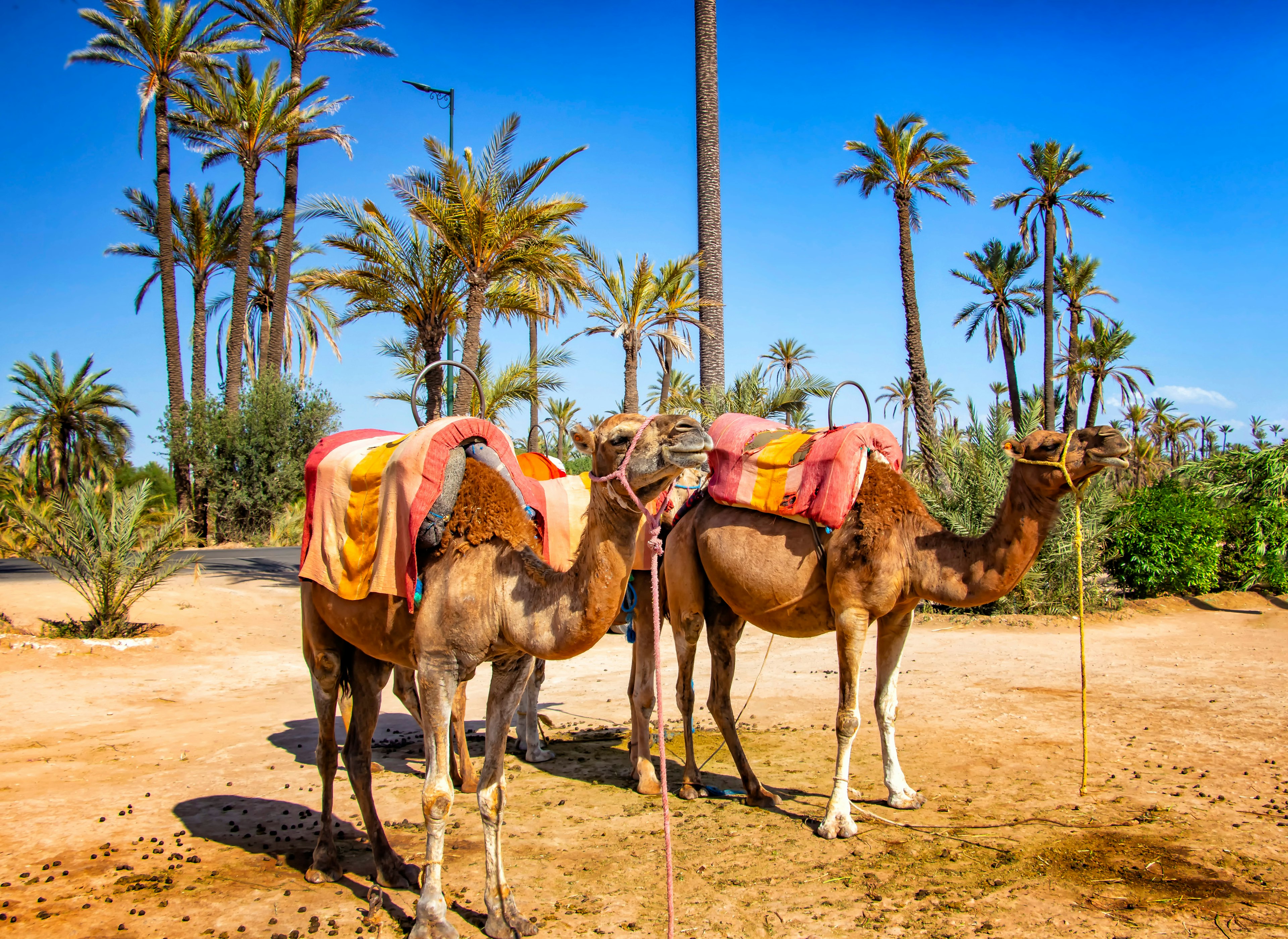 Two camels in Marrakech
