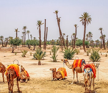 light grey sky, palm trees and camels in the desert.