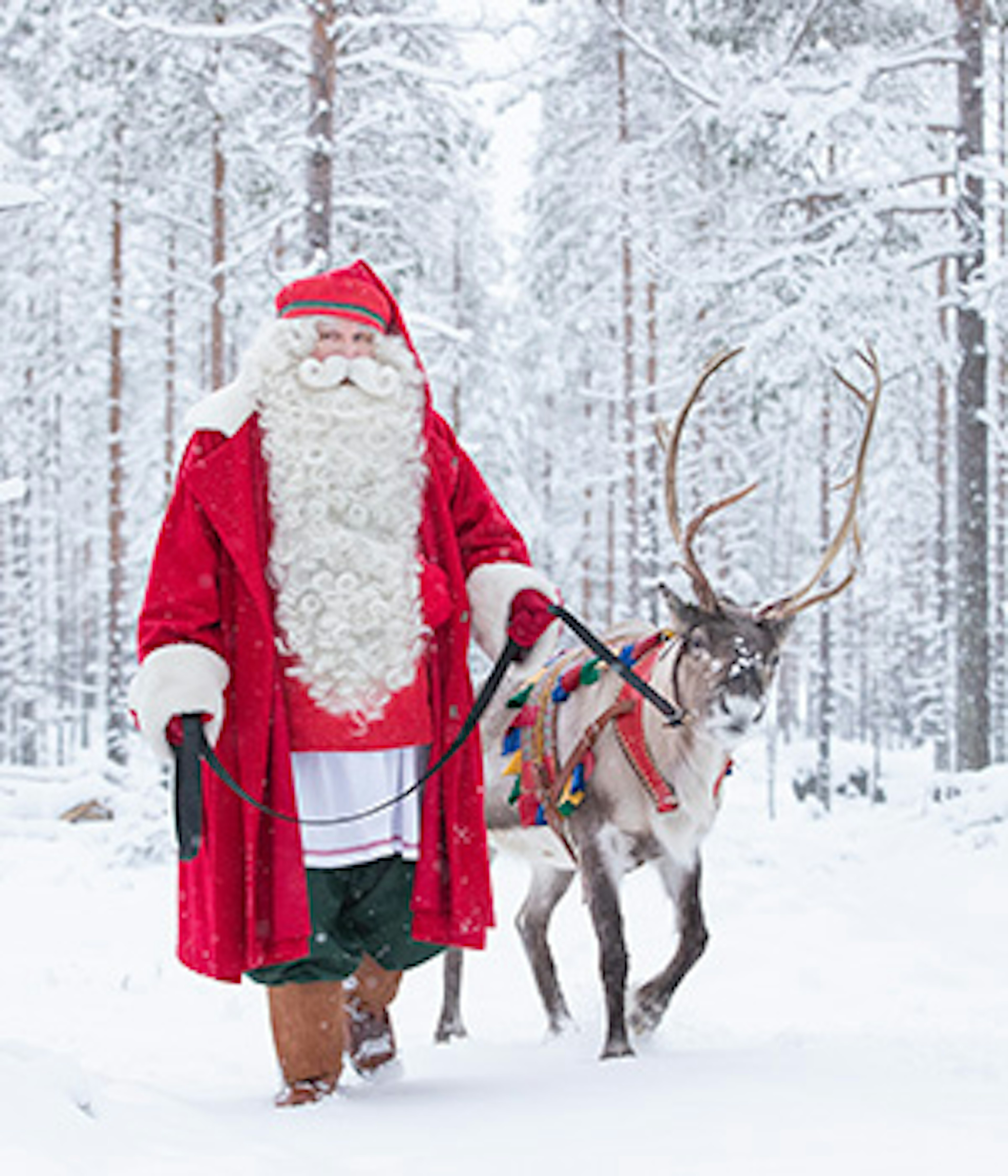 A Finnish Santa with his reindeer in the snowy woods of Rovaniemi