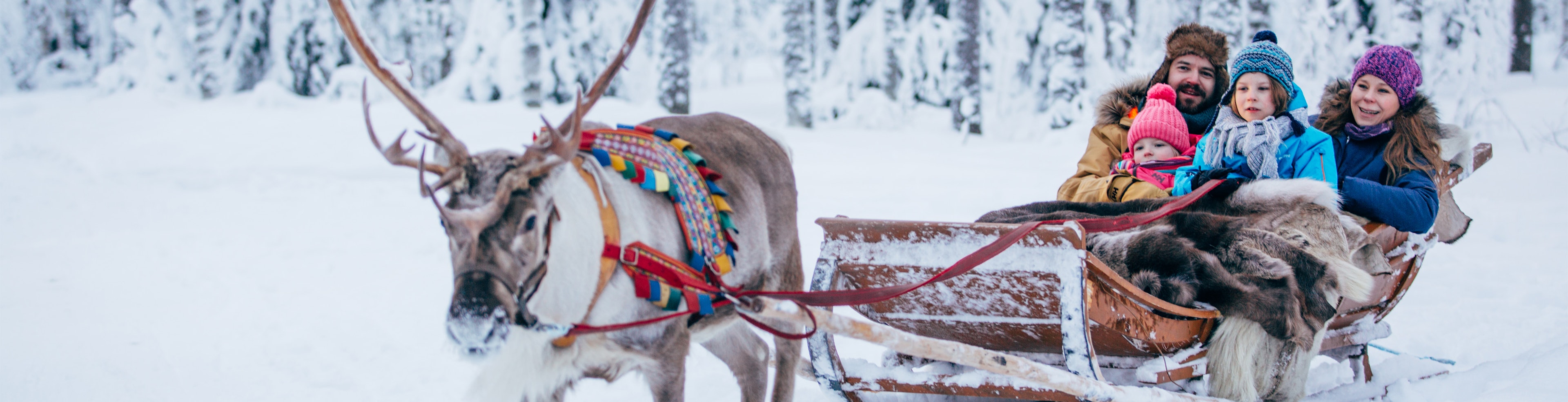 A family on a sled in a snowy landscape in Rovaniemi in Finland being pulled by an adorable reindeer.