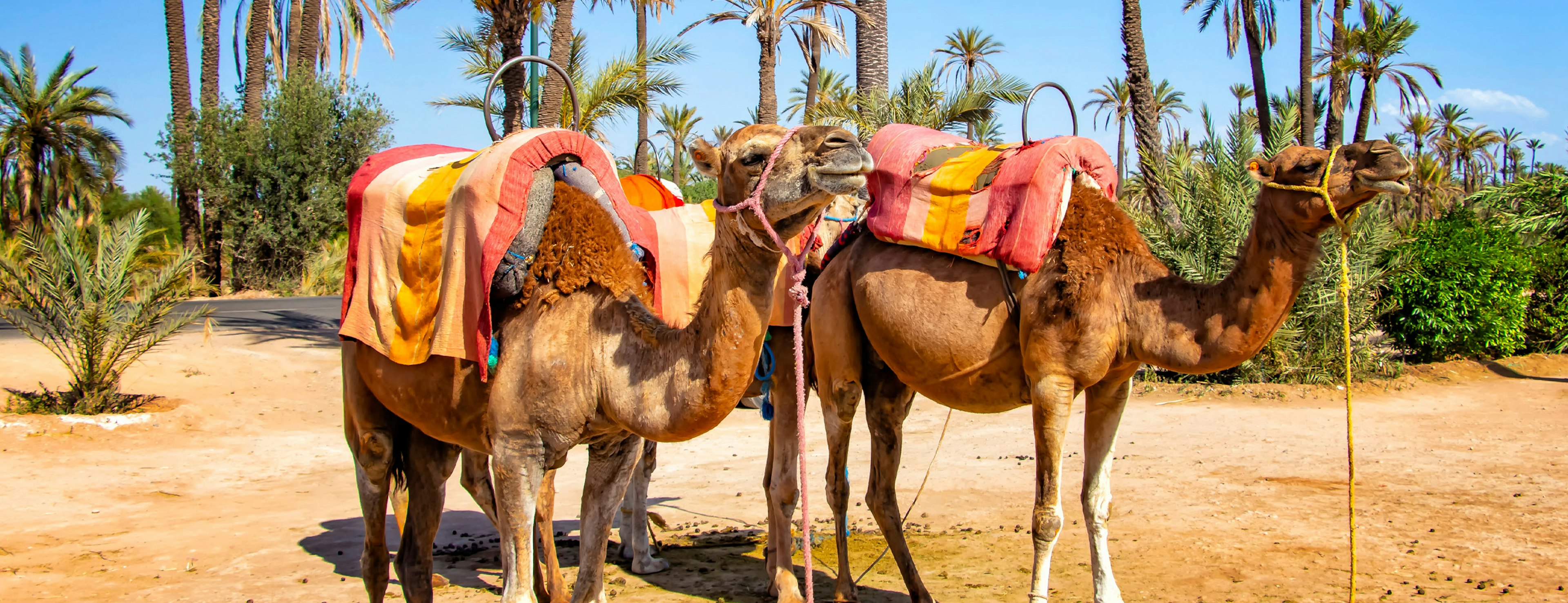 Camels in the desert in Marrakech in Morocco with a green lush background