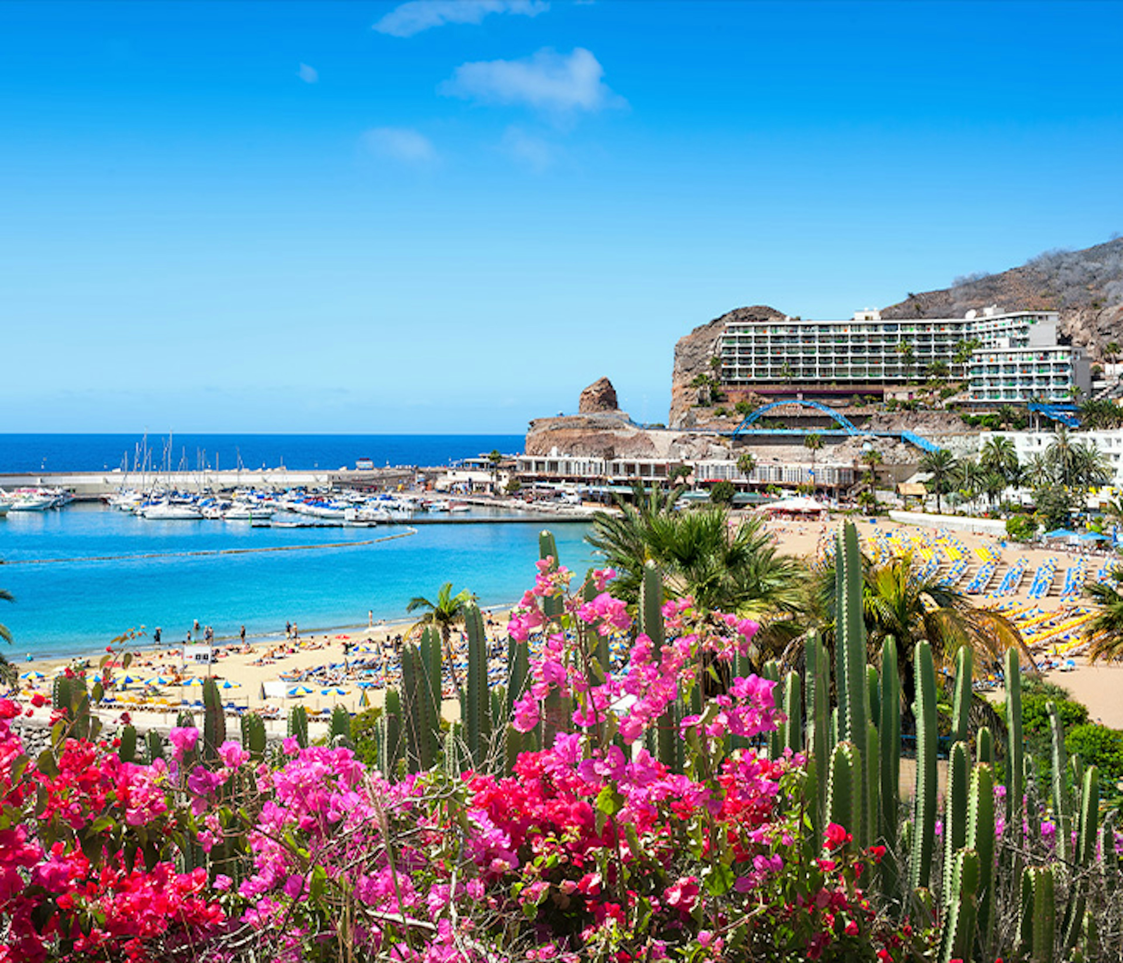 Pink and green vegetation in the foreground and beach in the background in Gran Canaria