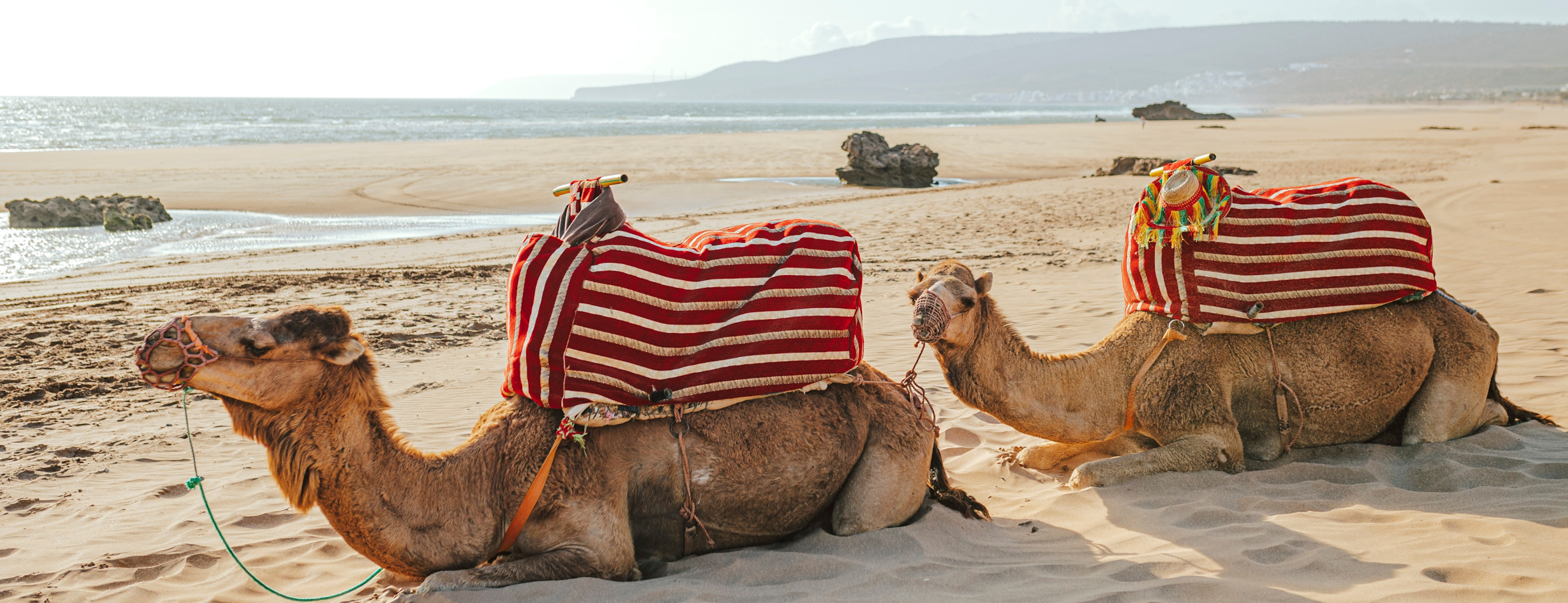 camels relaxing on the beach in Agadir Marokko