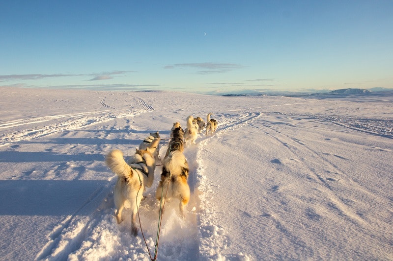 Dogs pulling a sled on a glacier in Iceland