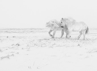 Lovely Couple of Icelandic Horses in love. Playing outdoor during snowy winter