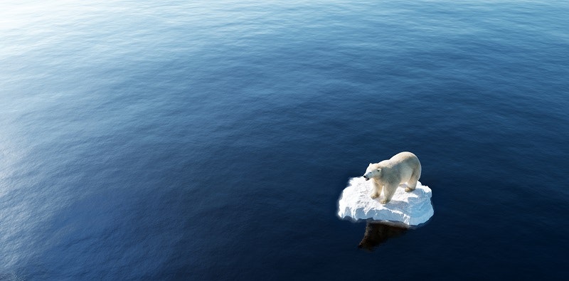 A polar bear traveling on an iceberg