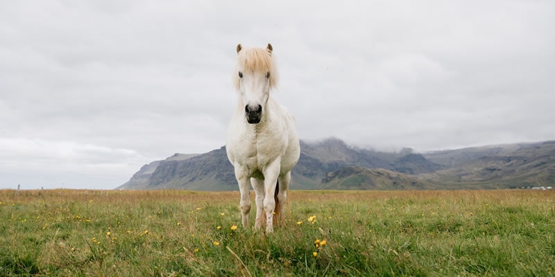 Le cheval islandais