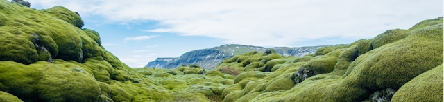 Green lava field in Iceland