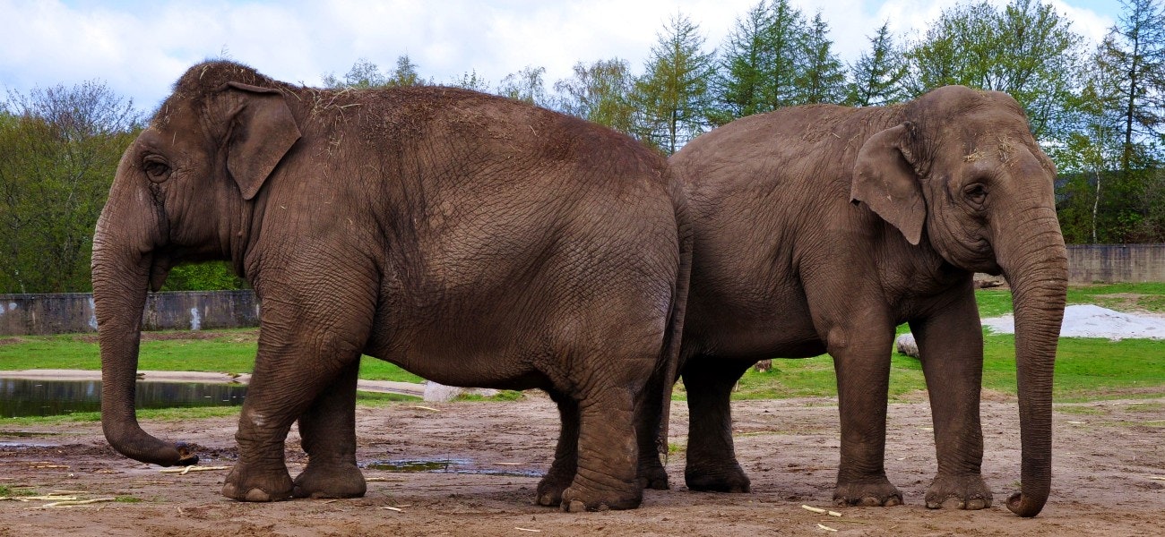 Couple of elephants in Givskud zoo, Denmark