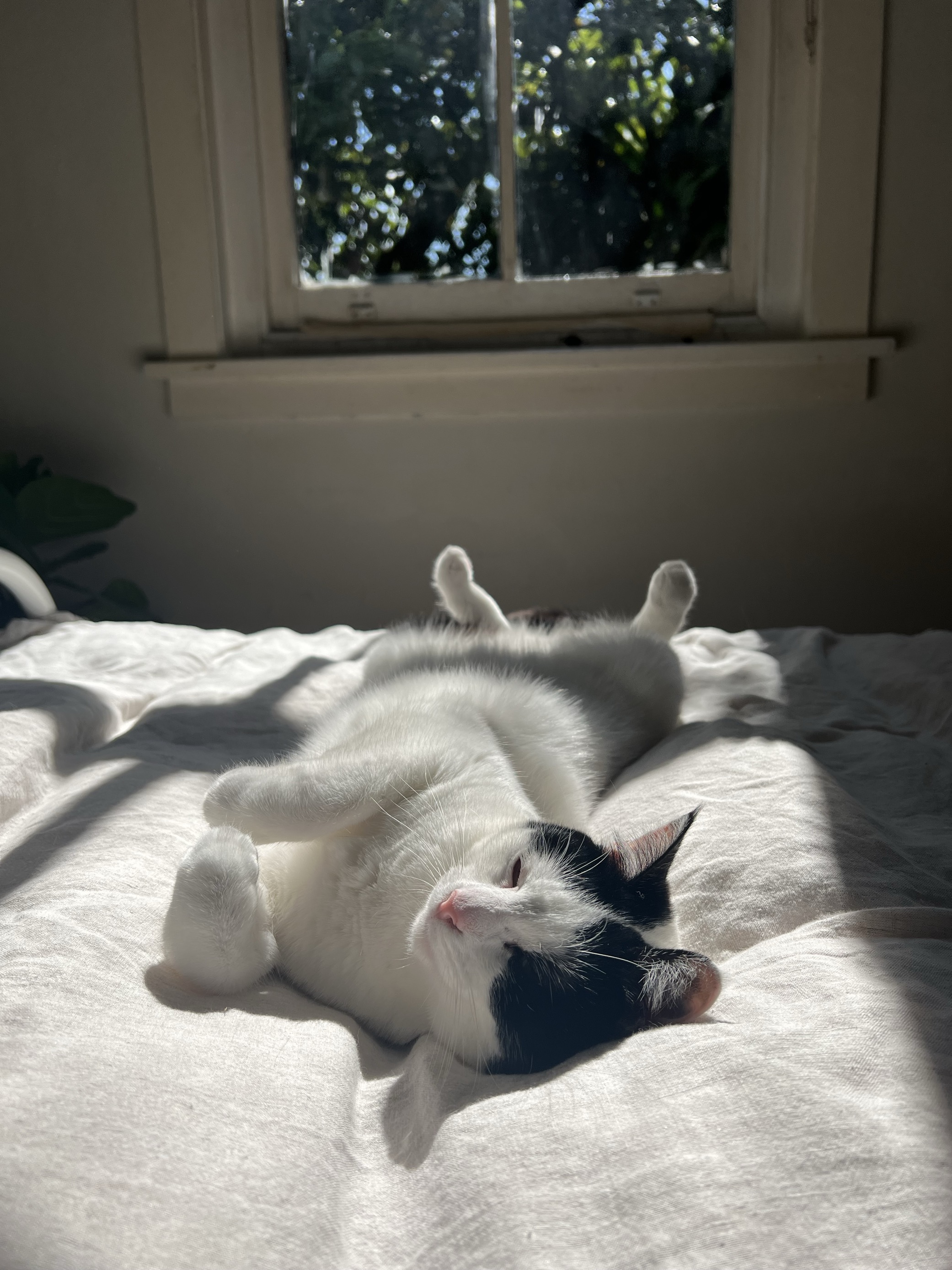 A cat lying in the sun on a bed
