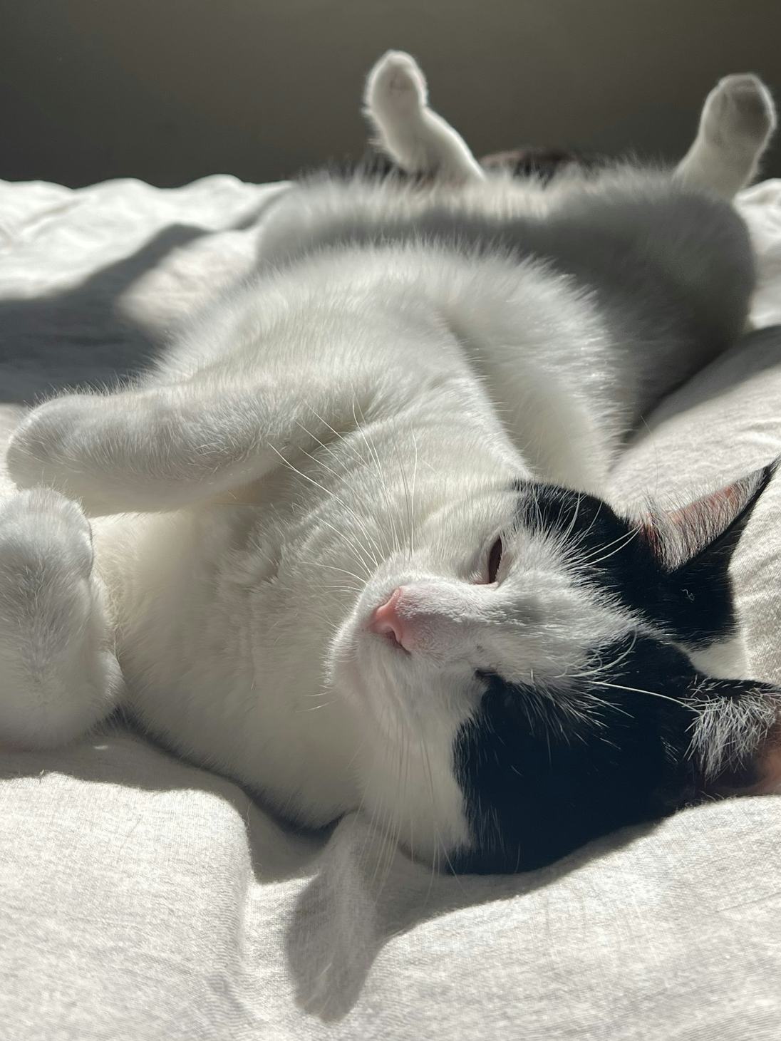 A cat lying in the sun on a bed