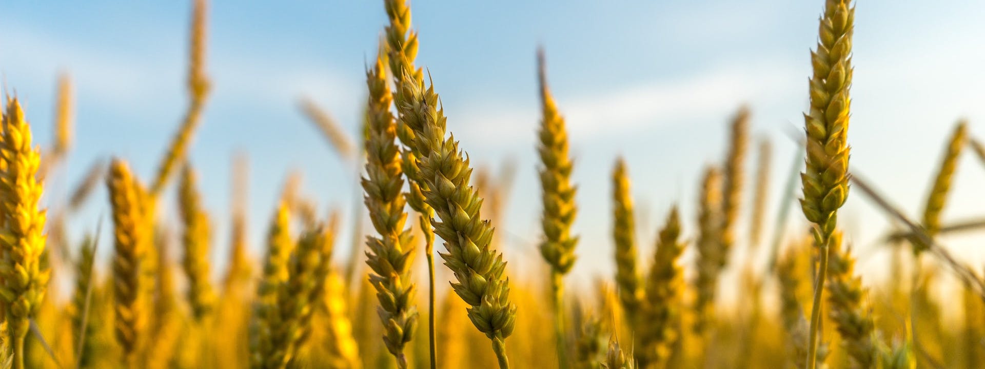 Wakeo success story: How Corteva leverages multimodal real-time visibility to improve its time to market and provide an Amazon-like experience to its customers