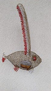 Ryba husarska