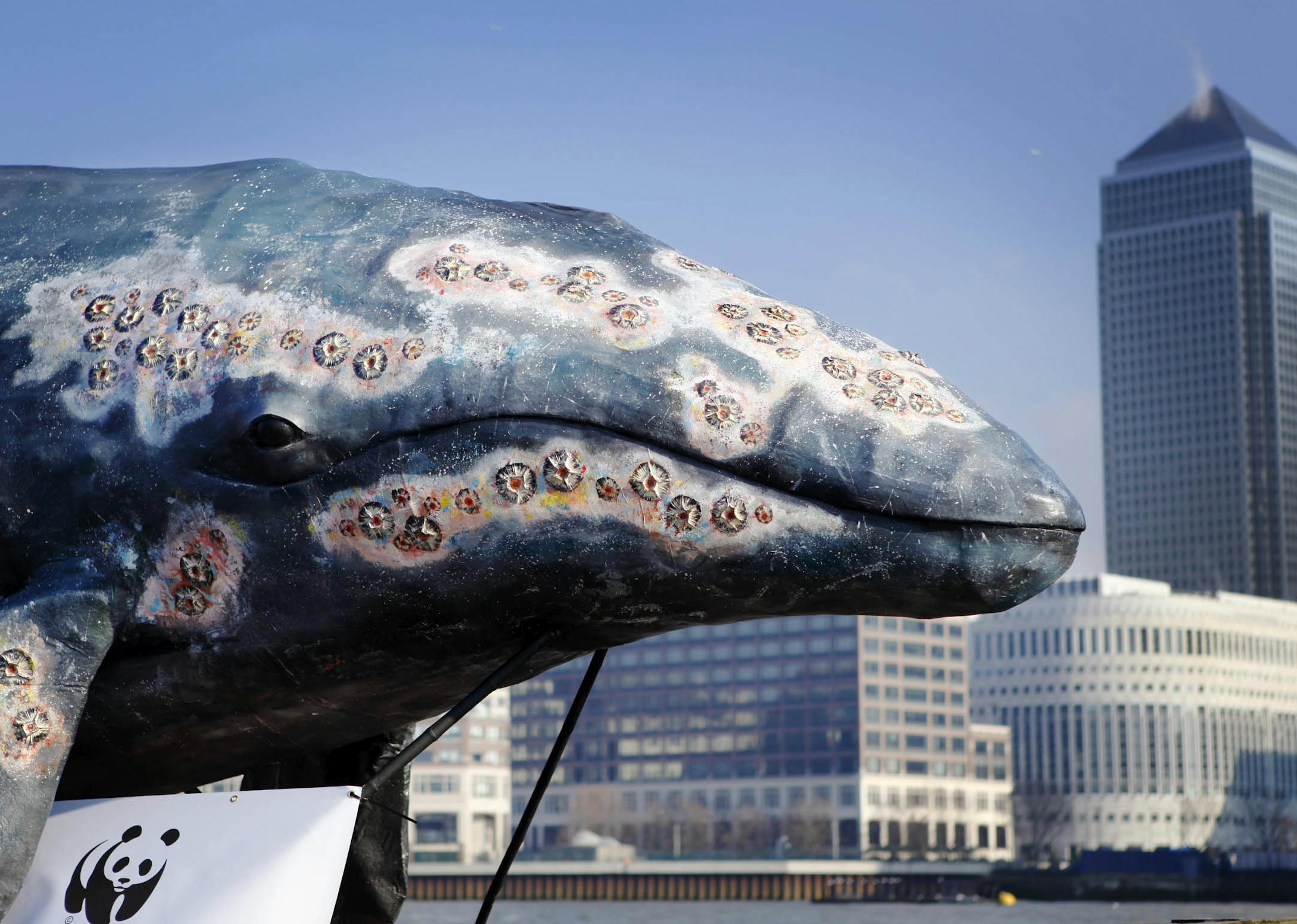 A structure of a whale in a river surrounded by city buildings