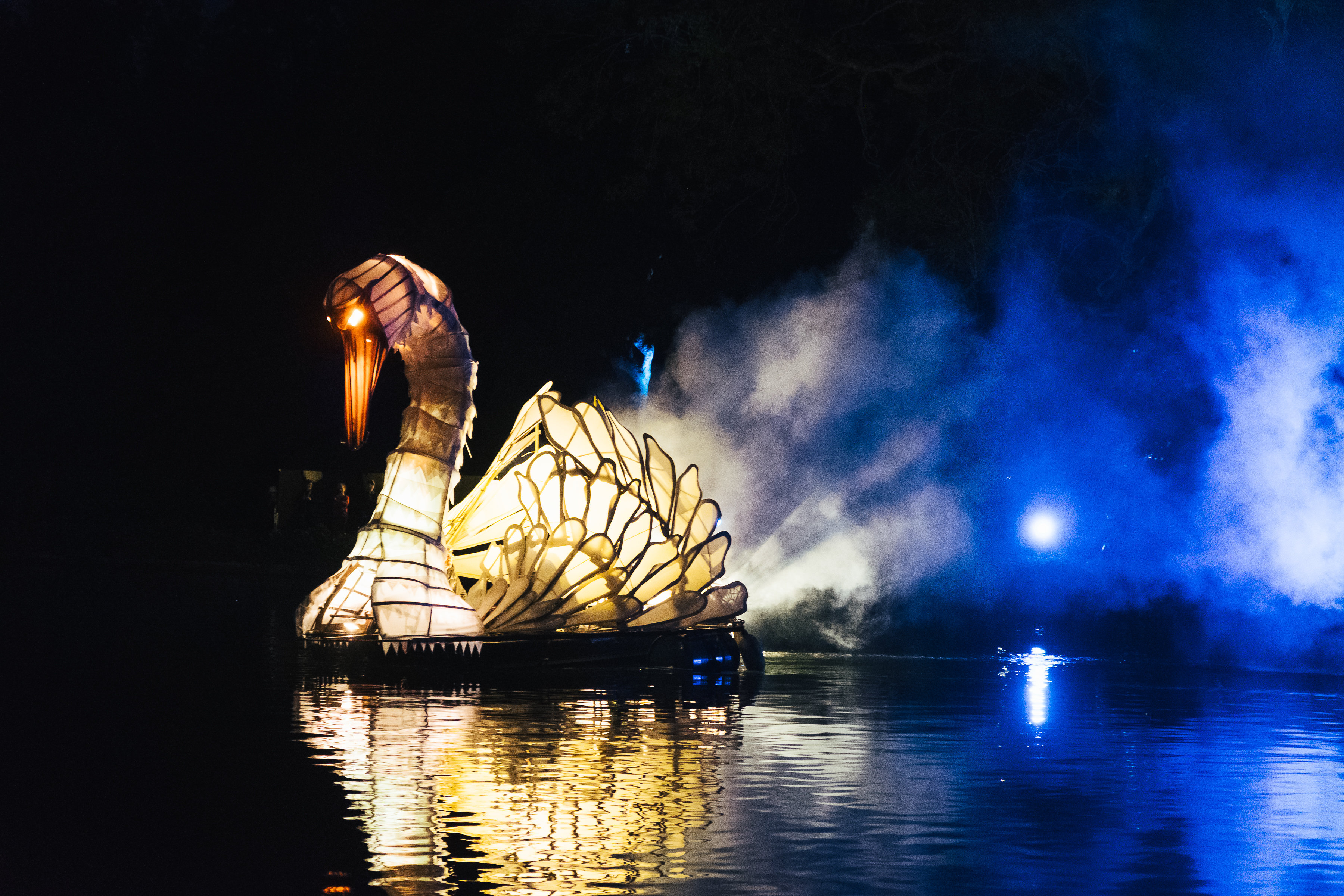A large swan travelling along the water, lit from the inside and emerging from fog