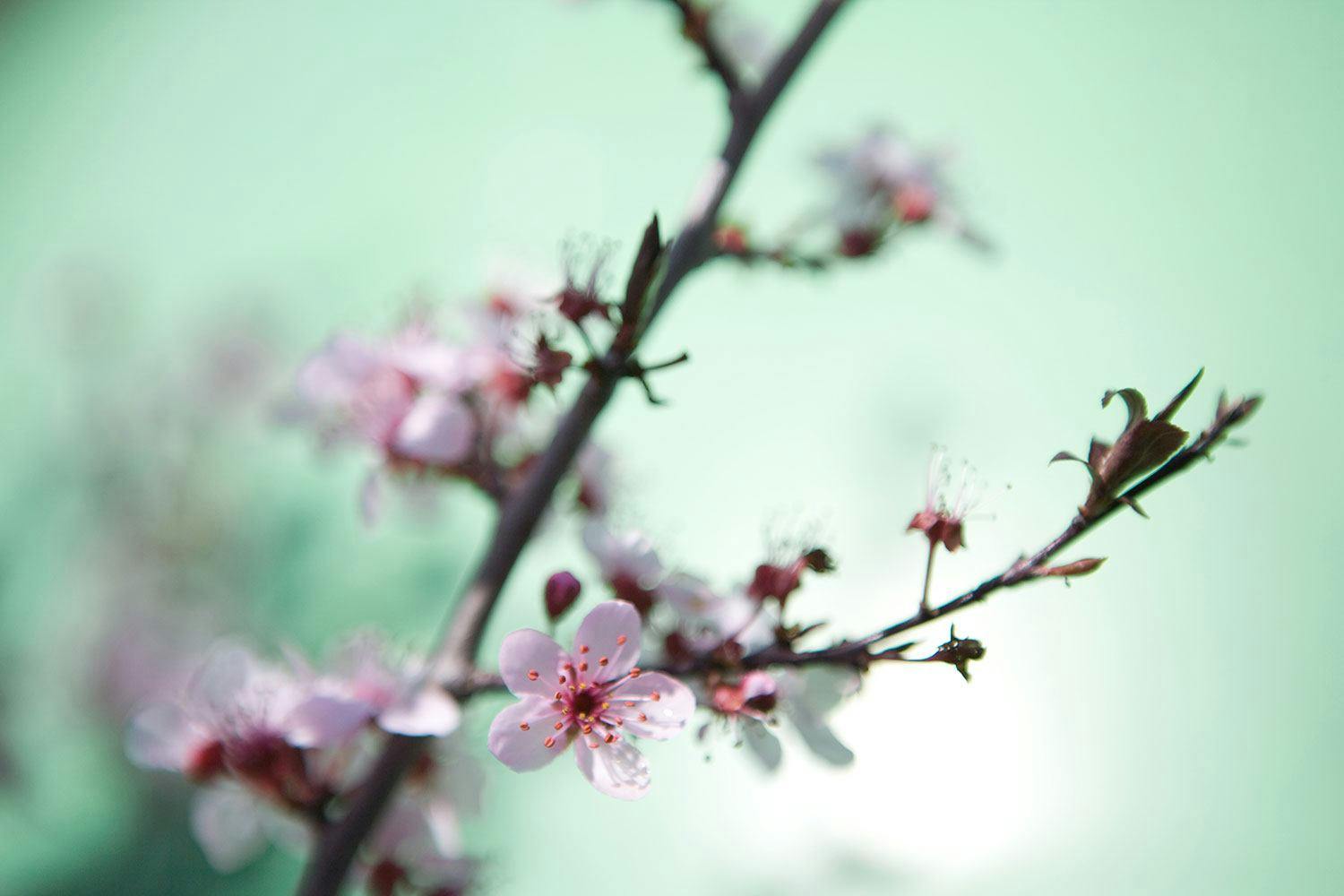 Die japanische Kirschblüte
