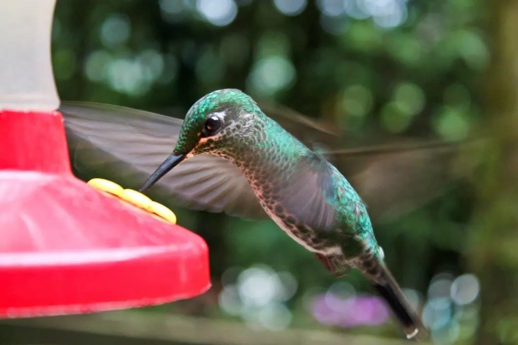 selvatura hummingbird garden in Costa Rica