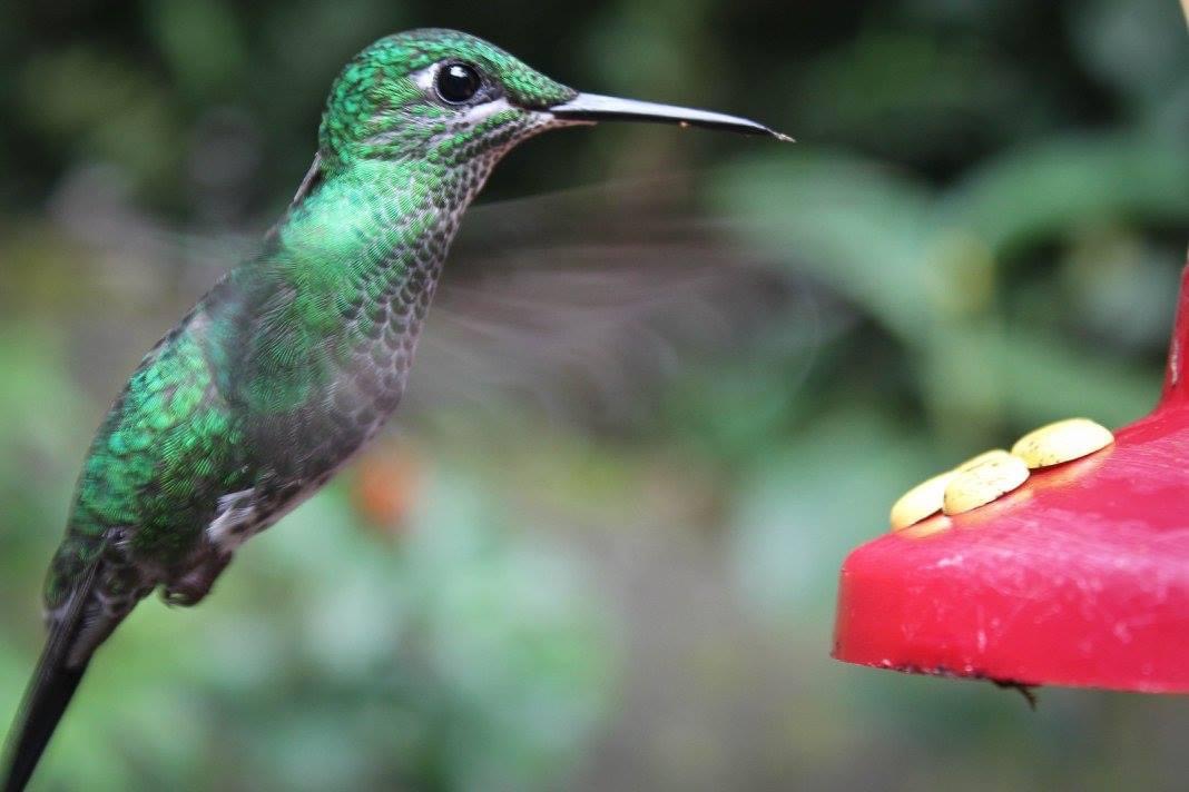 Selvatura Hummingbird Garden in Costa Rica