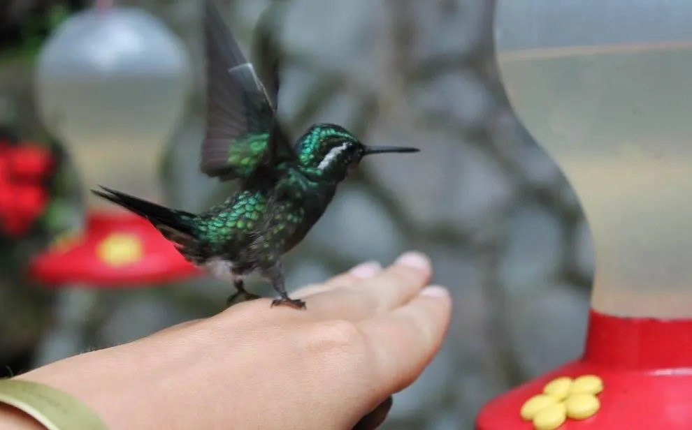 Selvatura hummingbird garden in Monteverde Costa Rica