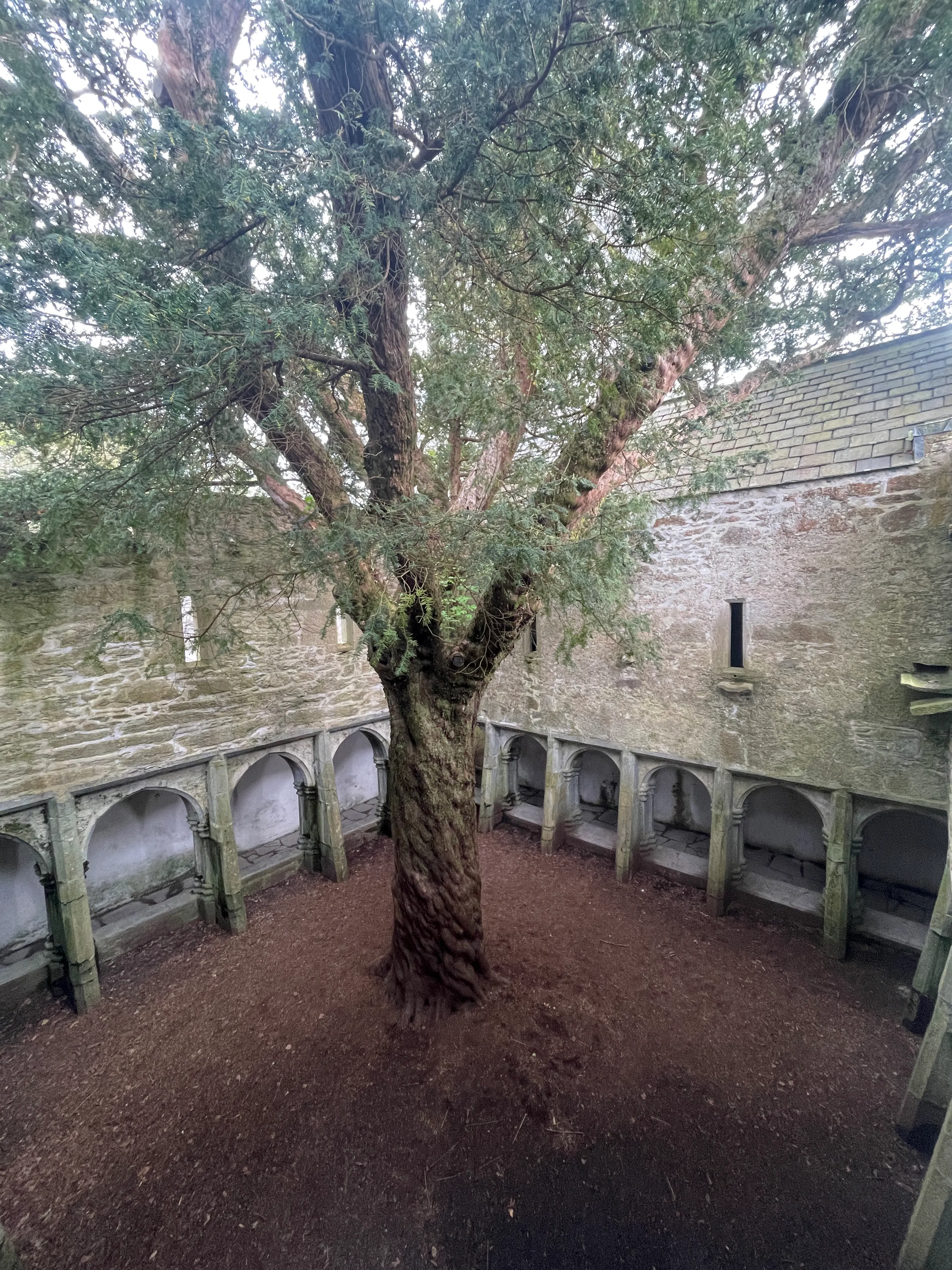 Old tree in the middle of abbey courtyard